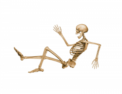 Human Skeleton Six | Isolated Stock Photo by noBACKS.com