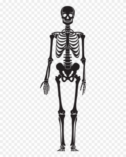 Clipart Skeleton Halloween 18 Clip Art - Human Skeleton ...