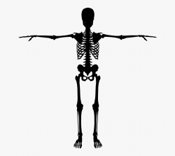 Skeleton Clipart Silhouette - Human Skeleton Silhouette ...