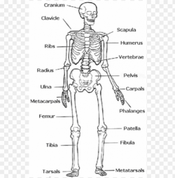 skeletal system - easy human skeleton labeled PNG image with ...