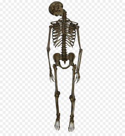 Skeleton Skeleton