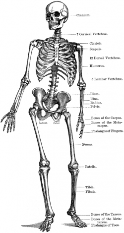 The Human Skeleton | ClipArt ETC