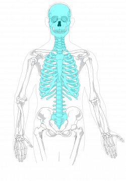 File:Axial skeleton diagram blank.svg - Wikimedia Commons | Home ...