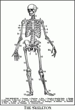 Antique Skeleton Diagram Clip Art @ Vintage Fangirl
