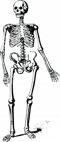 28+ Collection of Skeleton Clipart Transparent | High quality, free ...