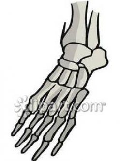 Skeletal Foot - Royalty Free Clipart Picture