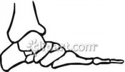 Side View of A Human Foot Skeleton - Royalty Free Clipart ...