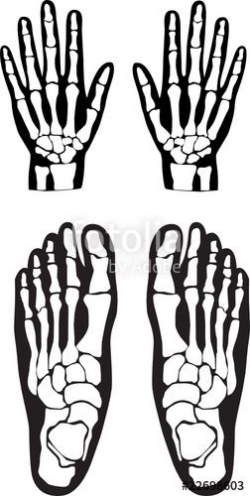 Image result for foot skeleton svg | Dr. Appreciation gift ...