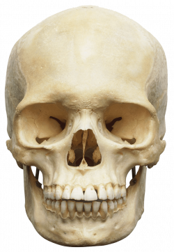 Human Skull White transparent PNG - StickPNG