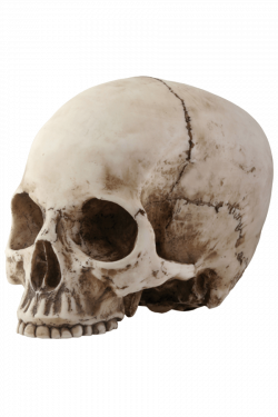 Skull Sideview transparent PNG - StickPNG
