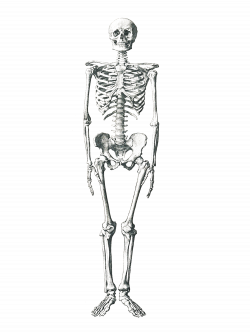 Human Skeleton - Free Stock Photo by Pixabay on Stockvault.net