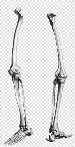 Human leg Human skeleton Human body Femur Anatomy, leg ...