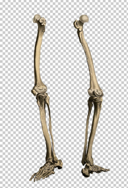 Human Skeleton Bone Leg PNG, Clipart, Body Jewelry, Bone ...