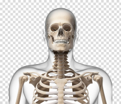 Human skeleton Neck Bone Skull, Human skeleton transparent ...