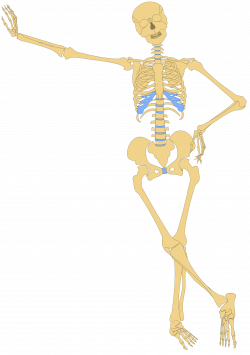 Clipart - Human Skeleton(Outline)