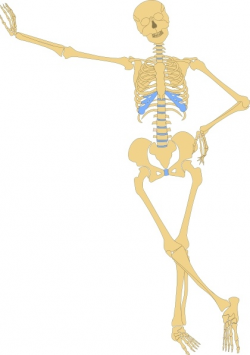 Human Skeleton Outline clip art Free vector in Open office ...