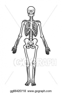 Vector Illustration - Human skeleton. Stock Clip Art ...