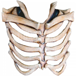 Rib Cage PNG Transparent Images | PNG All