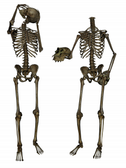 Skeleton, Skull PNG Image - PurePNG | Free transparent CC0 PNG Image ...
