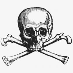 Human Skull Bone Anatomy Skeleton - Black Skull Silhouette ...