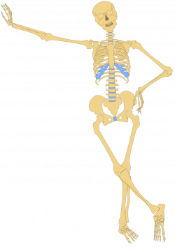 Public Domain Clip Art Image | Human Skeleton(Outline) | ID ...