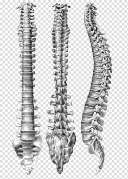 Human vertebral column Spinal Anatomy Human body, vertebral ...