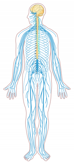 Encantador Muscular System Diagram Unlabeled Imágenes - Anatomía de ...