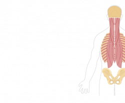 Iliocostalis Cervicis Muscle