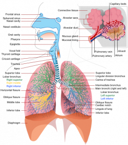 Respiratory System Complete En Clip Art at Clker.com - vector clip ...