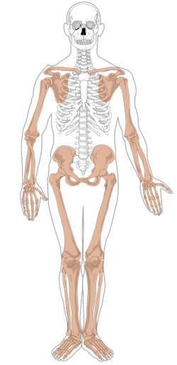 Bones clipart human biology - Pencil and in color bones clipart ...