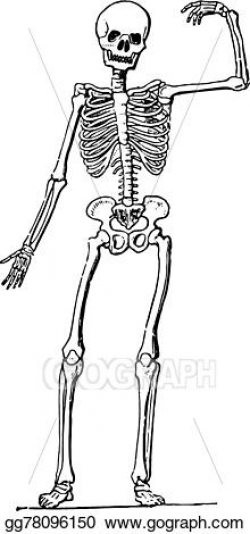 EPS Vector - Human anatomy (skeleton), vintage engraving ...