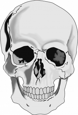 Clipart - Realistic Human Skull
