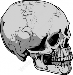 Grey Human Skull Facing Right Angle #bone #cranium #evil ...