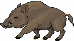 Wild Boar Clipart at GetDrawings.com | Free for personal use Wild ...
