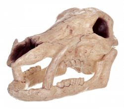 Boar skull clipart