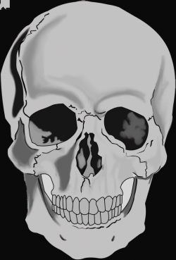 Free Skull Clipart No Background