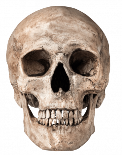 Skulls and Skeletons transparent PNG images - StickPNG