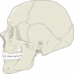 Clipart - Realistic Human Skull Profile View