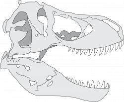 28+ Collection of T Rex Teeth Drawing | High quality, free cliparts ...