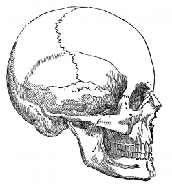 6 Skull Images - Vintage Anatomy Clip Art - Bones - The ...