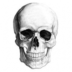 Free Vintage Cliparts Skull, Download Free Clip Art, Free ...