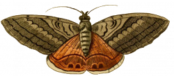 Pix For > Moth Clip Art | Moths | Pinterest | Moth, Clip art and ...