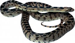 Vipers Snake Reptile Clip art - snake 1024*591 transprent Png Free ...