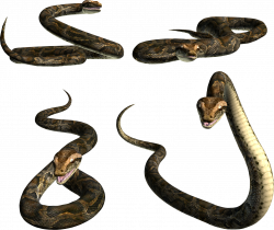 Snake PNG Image | Web Icons PNG