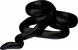 anaconda-animal-snakes-png-transparent-images-clipart-icons-pngriver ...