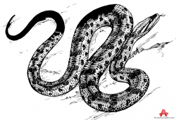 Drawing of anaconda snake clipart free clipart design ...