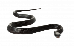 Black rat snake Clip art - Mamba snakes 1723*1114 transprent Png ...