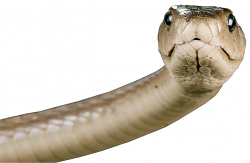 Head Snake transparent PNG - StickPNG