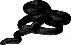 What does it mean when I dream about black snakes?
