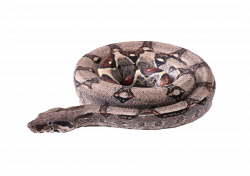 Snake Boa constrictor Vipers Clip art - Plate with snake 1754*1240 ...